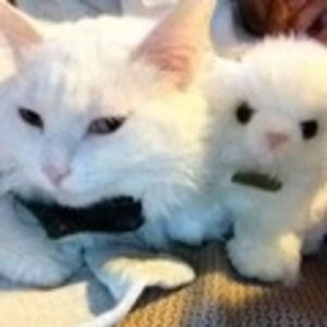 Meet your Posher, Lori